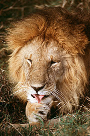 Picture 'KT1_06_31 Lion, Kenya, Masai Mara'